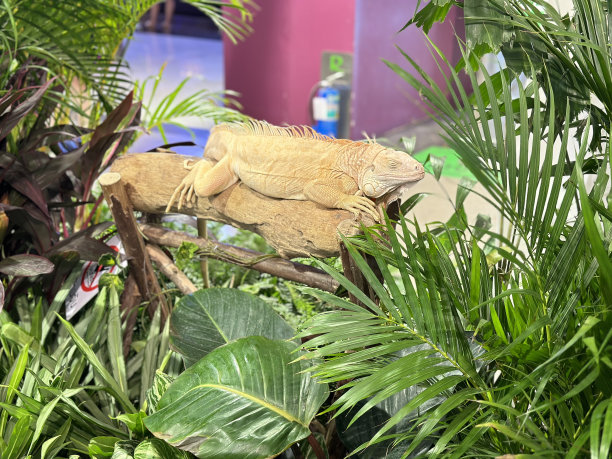 红鬣蜥图片下载