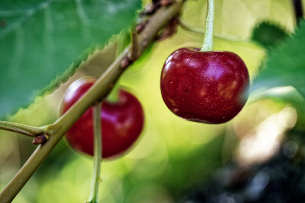树上的樱桃特写，它们的红色色调与绿叶形成鲜明对比;这张照片捕捉到了夏天的精髓和新鲜、有机水果的成熟。图片下载