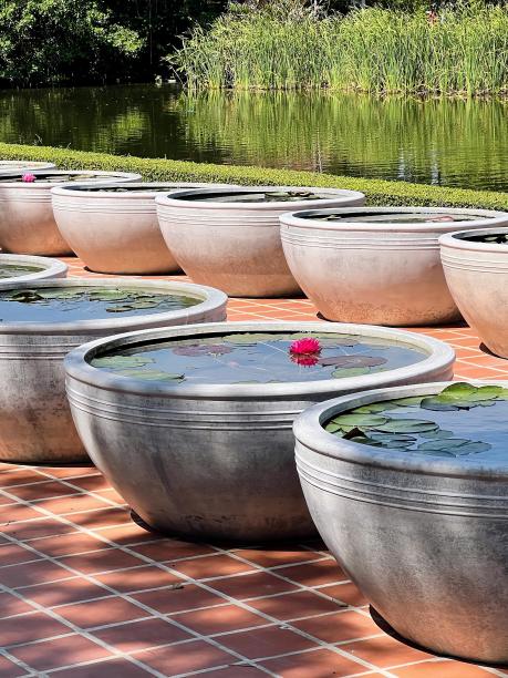 一排放着睡莲的大金属花盆的照片。图片下载