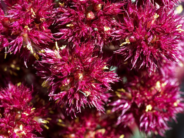 这张详细的照片展示了密集的红色花瓣，让我们得以一窥大自然精心设计的复杂图案。图片下载