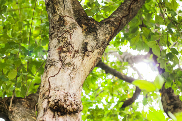 大树在泰国县的山上看起来令人耳目一新的背景图片。图片下载