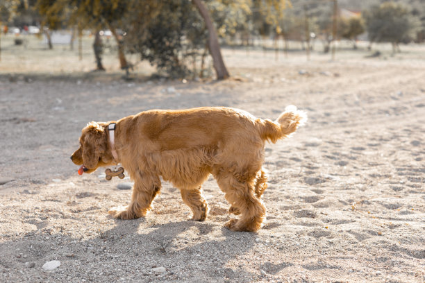 可卡犬在一个温泉的日子里沿着海滩玩耍和奔跑图片下载