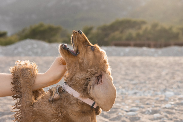 可卡犬在一个温泉的日子里沿着海滩玩耍和奔跑图片下载