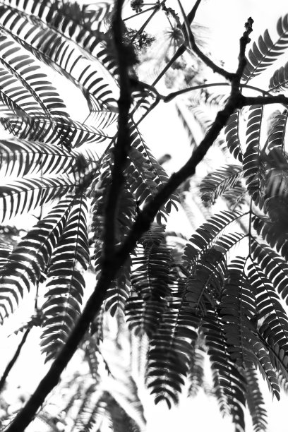 树叶做皮影图片下载