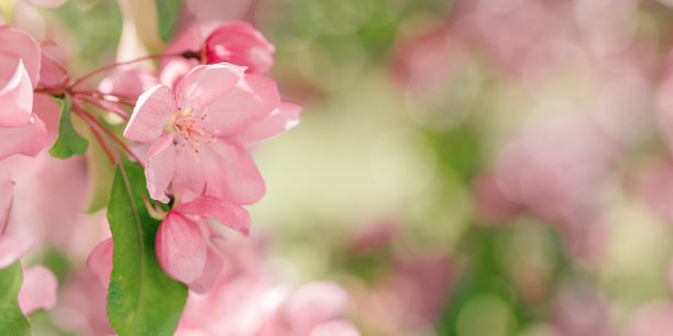 美丽的苹果树枝在阳光下，春暖花开粉红色的花朵在模糊的背景上，宽横幅与复制空间。唯美的自然风光照片，近距离拍摄日光下的鲜花图片下载
