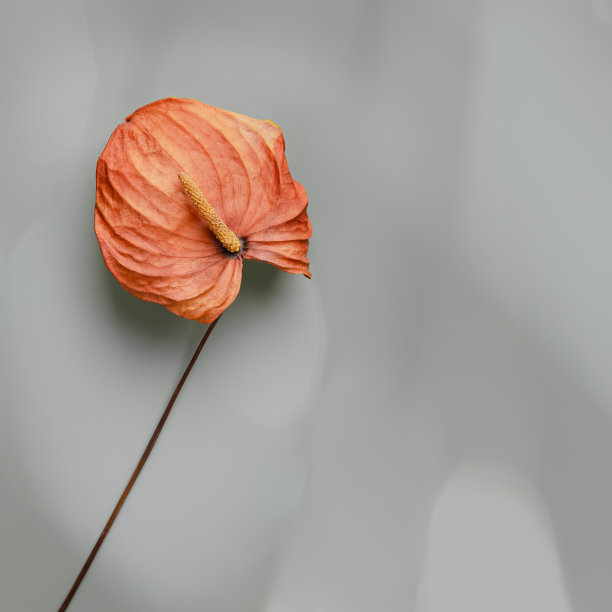 秋天的颜色静物最小的风格照片，顶视图生动的橙色花马蹄莲在灰色的背景。最小的美学花设计平面海报。一朵干爽的秋花图片下载