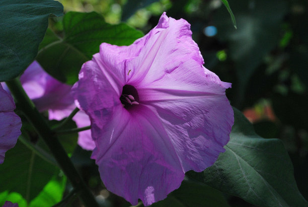 花，热带花，野生花。图片下载