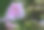花，热带花，野生花。图片下载
