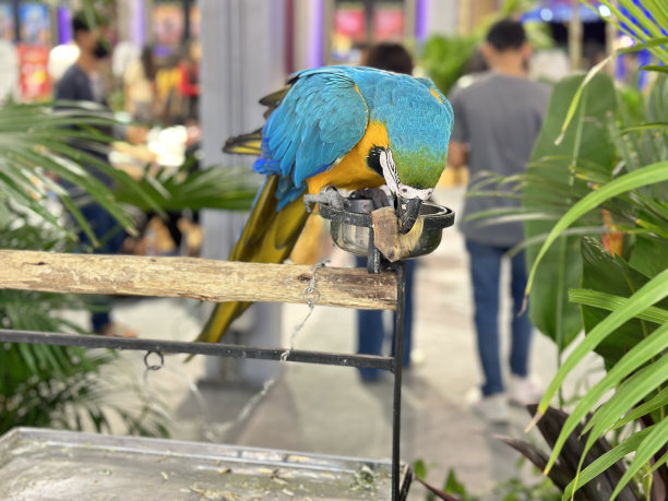 蓝色和金色金刚鹦鹉非常漂亮。图片下载