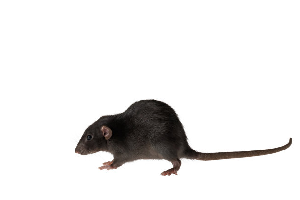 白色背景上的黑色装饰老鼠。鼠标用于剪切和复制。题词和标题用的是啮齿动物的照片图片下载