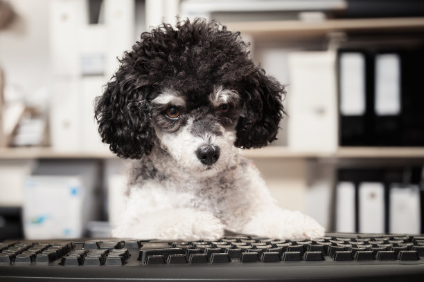 有趣的狗在电脑前工作，分散了办公室的注意力。图片下载