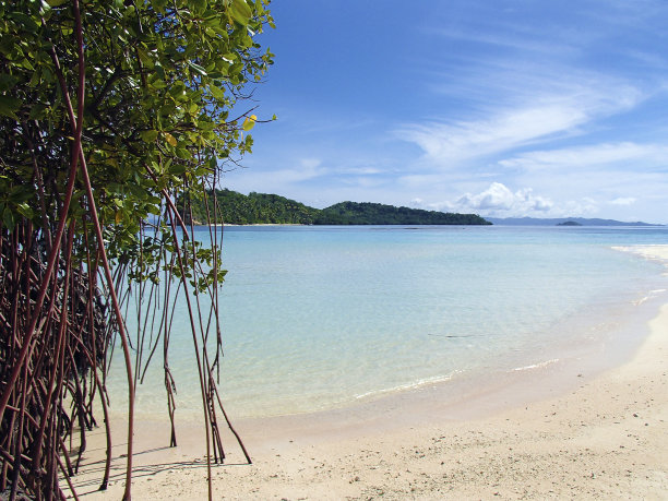 红树林——大自然的海岸守护者——平静海滩上的红树林和支柱树根——印度尼西亚拉贾安帕特——这张照片捕捉了一个孤独的岛屿，沙滩上有红树林，天空湛蓝。图片下载