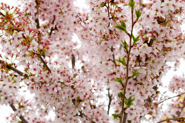 美丽的大樱花树和小花图片下载