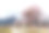 中国西藏林芝察隅县山村里的桃花。3月和4月是该地区赏桃花最美的月份。图片下载
