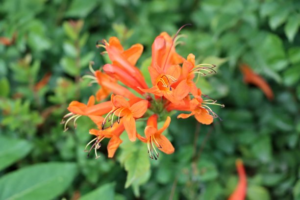 Crocosmia Masoniorum图片下载