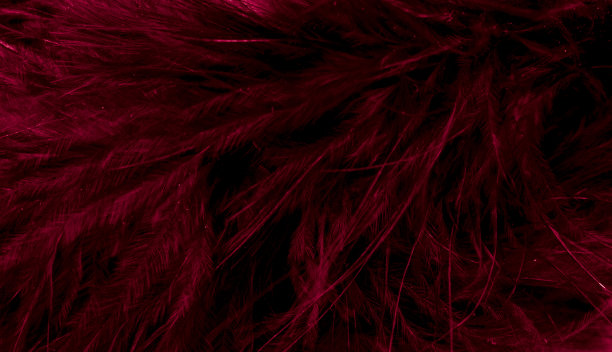 红色小羽毛微距照片图片下载