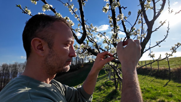 一名男子正在检查一棵果树盛开的花朵，表明春天的季节。图片下载