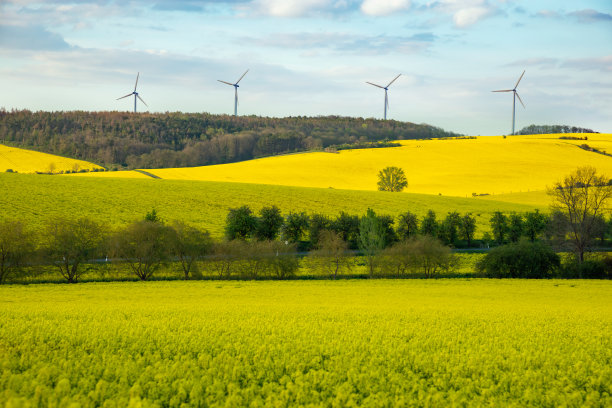 春天油菜地后面的风力涡轮机图片下载