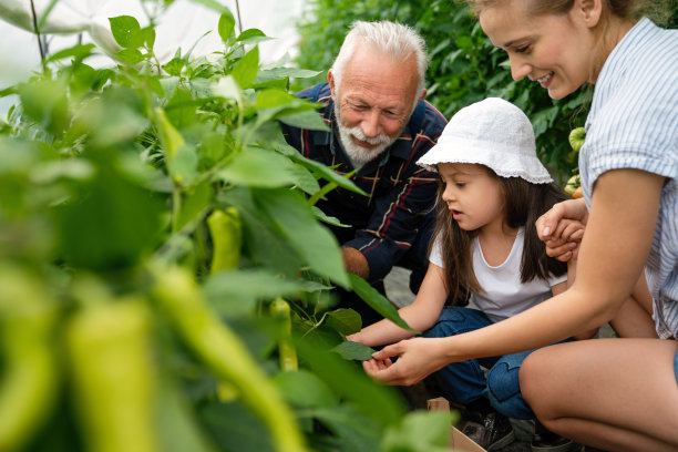 幸福的家庭，几代人一起工作，在温室有机农场种植新鲜健康的食物图片下载