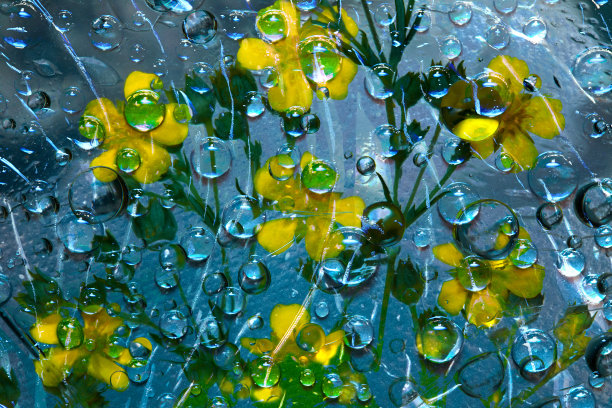 透明的雨滴落在蓝色的背景和黄色花朵的剪影。图片下载