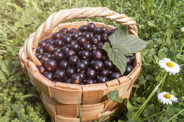 在你自己的花园里种植的新鲜黑加仑浆果。图片下载