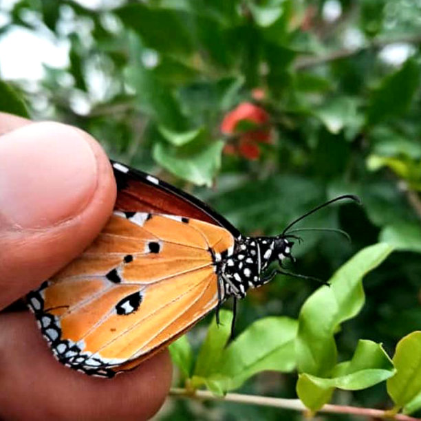 一只可爱的小蝴蝶手持美丽的鸟类图片，大自然中的小鸟背景，绿叶在树上旅行图片下载