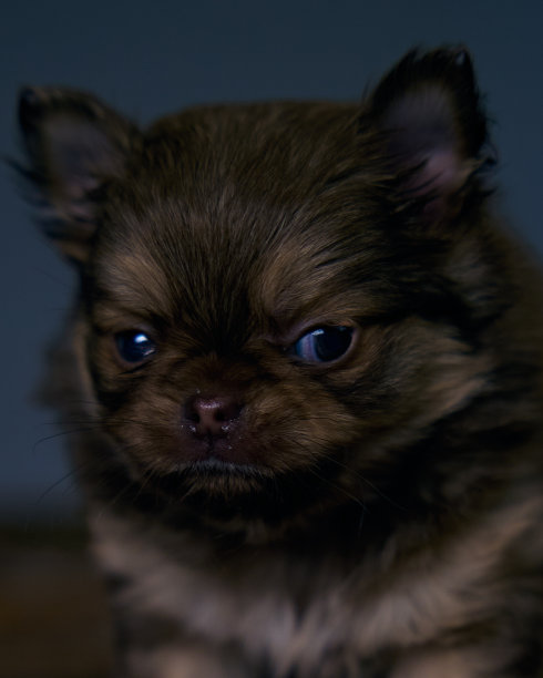 这是一只可爱的棕色吉娃娃小狗。特写照片图片下载