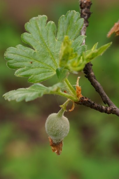 醋栗花变成果实;果实形成的微距照片(果尾、果实、萼片);酷栗Uva-Crispa图片下载