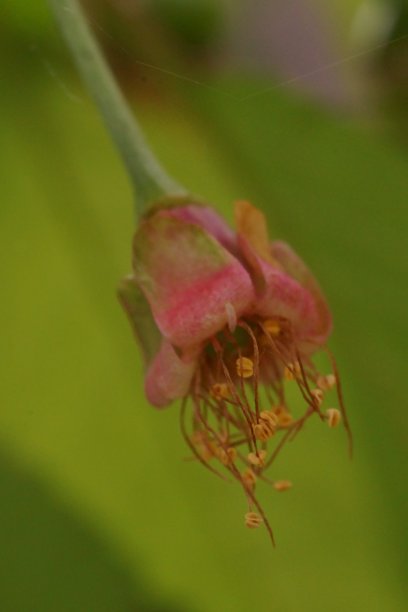 樱花变成果实;果实形成过程中的微距照片(尾部、萼片、雄蕊、果实);李属杂交授粉;图片下载