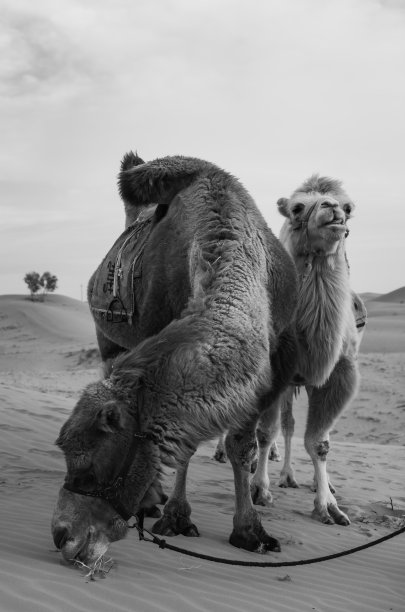 两只骆驼在沙漠中摆姿势，内蒙古，中国。图片下载