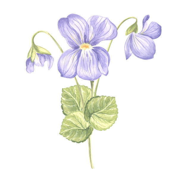 花紫罗兰叶。水彩花园三色堇。孤立的手绘插画春夏花开。草地野生植物堇菜。植物绘图模板卡片，印刷，包装，纺织。图片下载