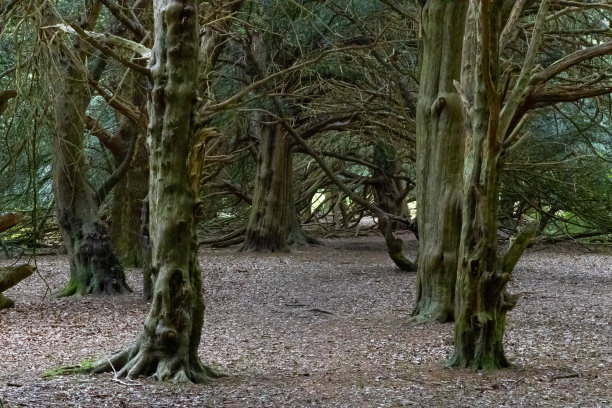 古老的森林树，英格兰萨里图片下载