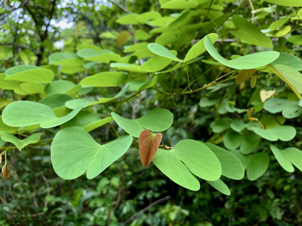 野生植物蔓延图片下载