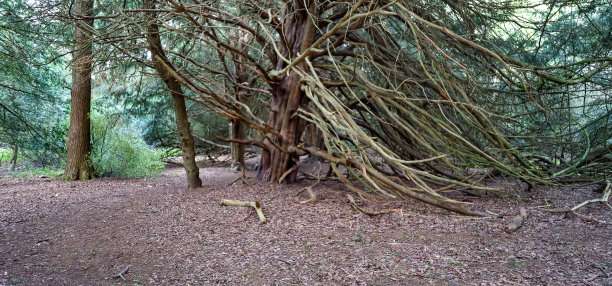 古老的森林树，英格兰萨里图片下载