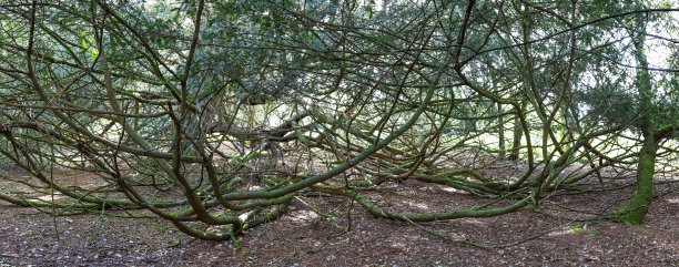 古老的森林树，英格兰萨里图片下载
