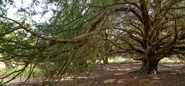 古老的森林树，英格兰萨里图片下载