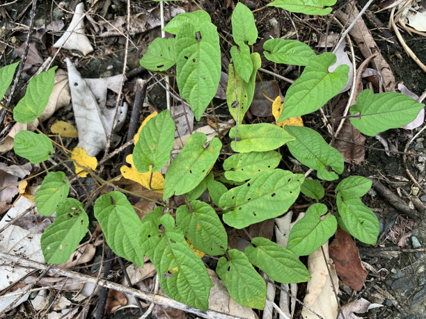 野生植物蔓延图片下载