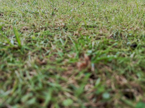 雨天白天的公园草地照片，前景模糊图片下载