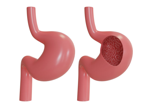 3d渲染胃和内部纹理图片下载