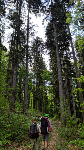 一个游客家庭在树林间的山间小路上。照片。图片下载