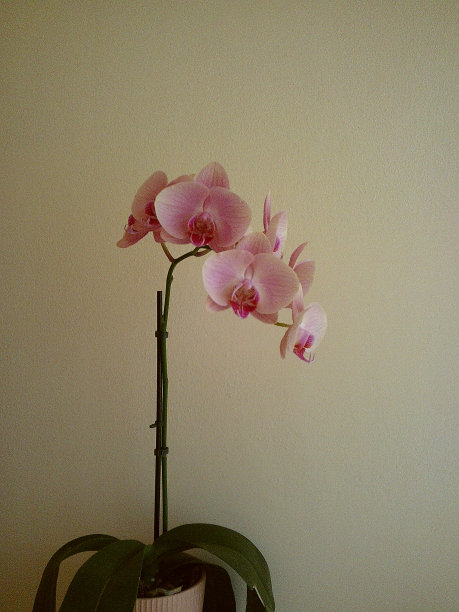 春天的一天，佛罗里达州西棕榈滩的室内粉红色兰花植物的穆迪电影照片图片下载