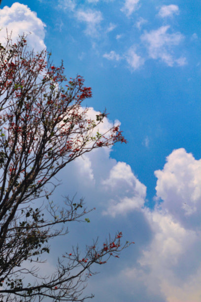 绚丽或火焰树的蓝天背景图片下载