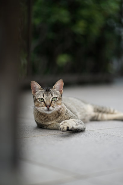一只流浪猫在地板上休息的照片图片下载