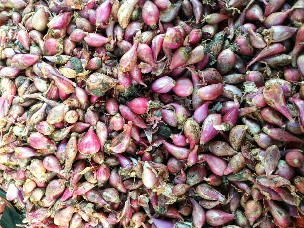 红洋葱图片下载