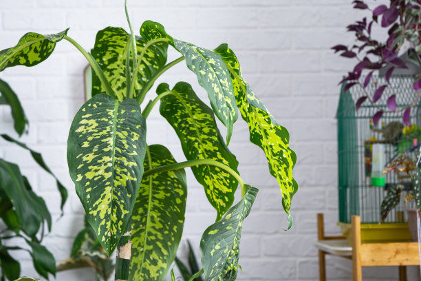 在一个有盆栽植物的温室内部，用于移植和照顾家庭植物的桌子上的花楸猎豹图片下载