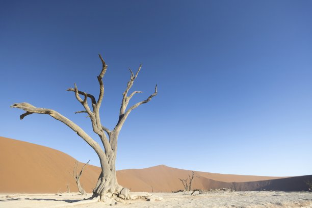 纳米布沙漠死亡谷中柔和暮光下的枯树照片图片下载