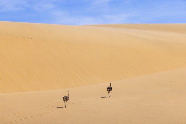 白天纳米比亚沙漠沙丘上两只奔跑的鸵鸟的照片图片下载