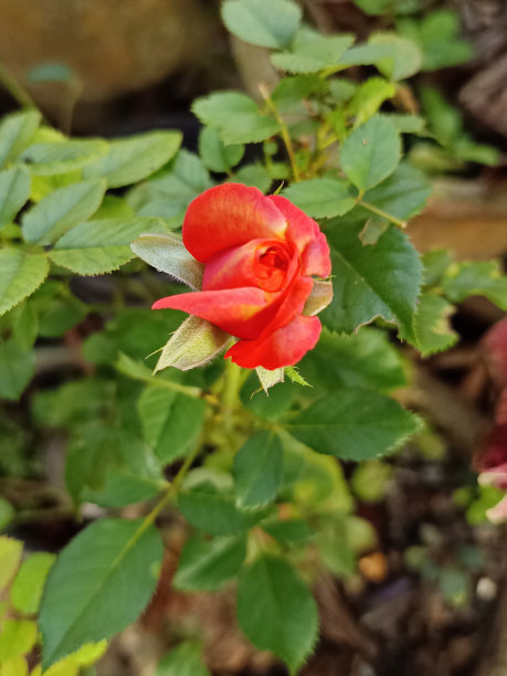 花园里一朵红玫瑰花蕾的散焦照片图片下载