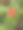 花园里一朵红玫瑰花蕾的散焦照片图片下载