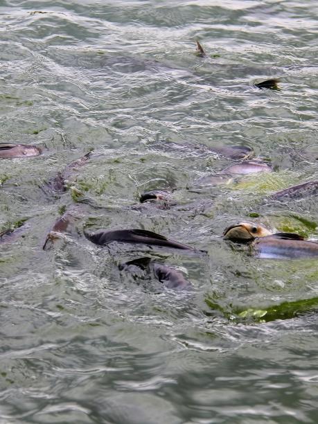 一群鱼在水中游泳的照片。图片下载